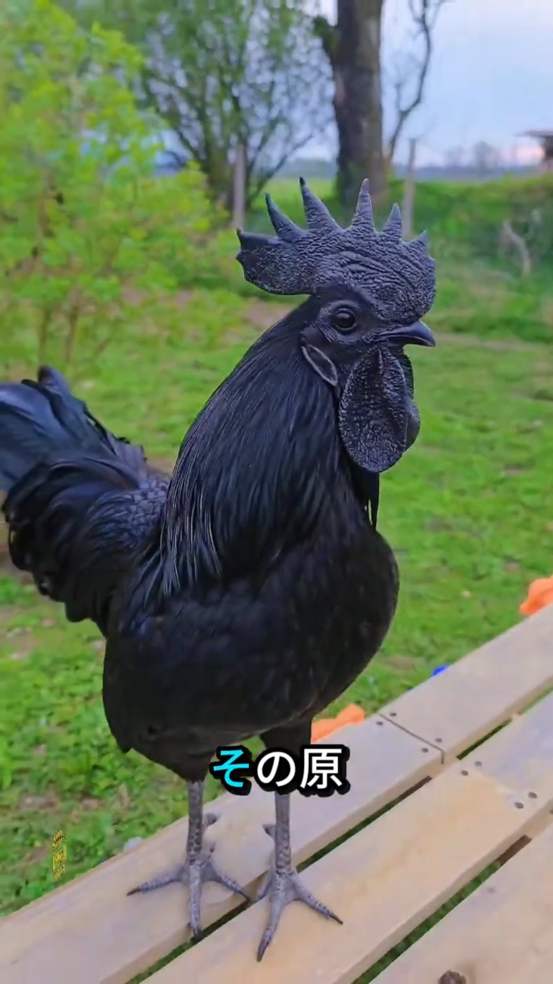 🖤 なぜこれは世界一黒い鶏なのか？ アヤムセマニ 🐔 #shorts - YouTube