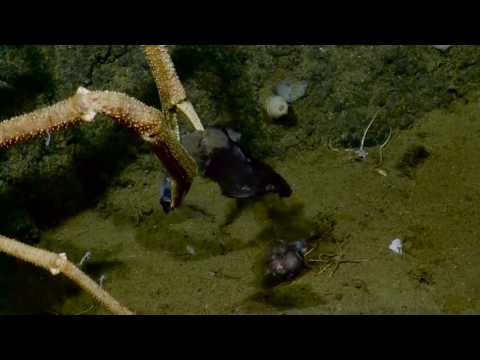 Crab Eating Fish   Nautilus Live