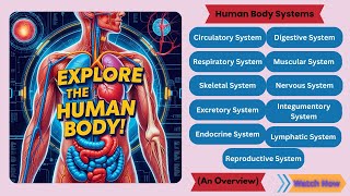 Learn About Human Organ Systems | An Overview