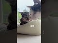最會刷存在感的貓咪 😎 #cat #貓咪日常 #貓咪 #cute #寵物