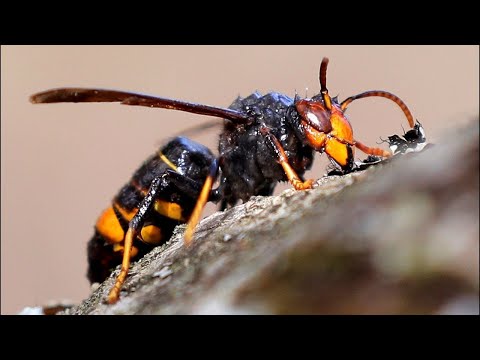 Vídeo: Wasp Deterrent: Como se livrar das vespas