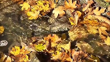 The Holy Quran - Surah 088 - Al-Ghashiyah سورة الغاشية, by Hossam Alagawi -الشيخ حسام الأجاوى