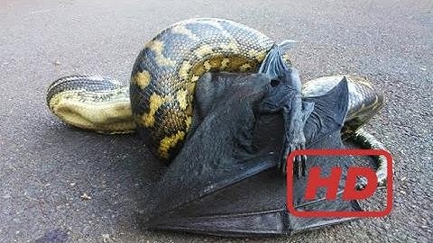 Python vs Bat Compilation - Who Wins?