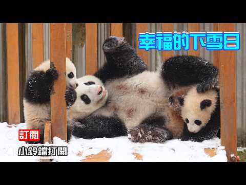 《熊貓早晚安》熊貓媽媽的雪階挑戰 | iPanda熊貓頻道