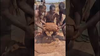 They Cooked A Giant Fish Head The Primitive Way  triballife tribalfeast primitivecooking