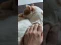kazmer #catlife #cat #cat #spanishcatholic #catshorts #catlife #cat #cute #cutecat #michis #michis