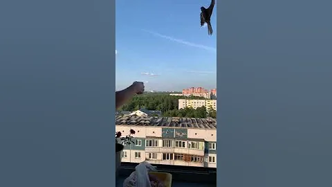 Прикормил дикого коршуна