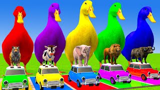 Animals 3D Kingdom Animation