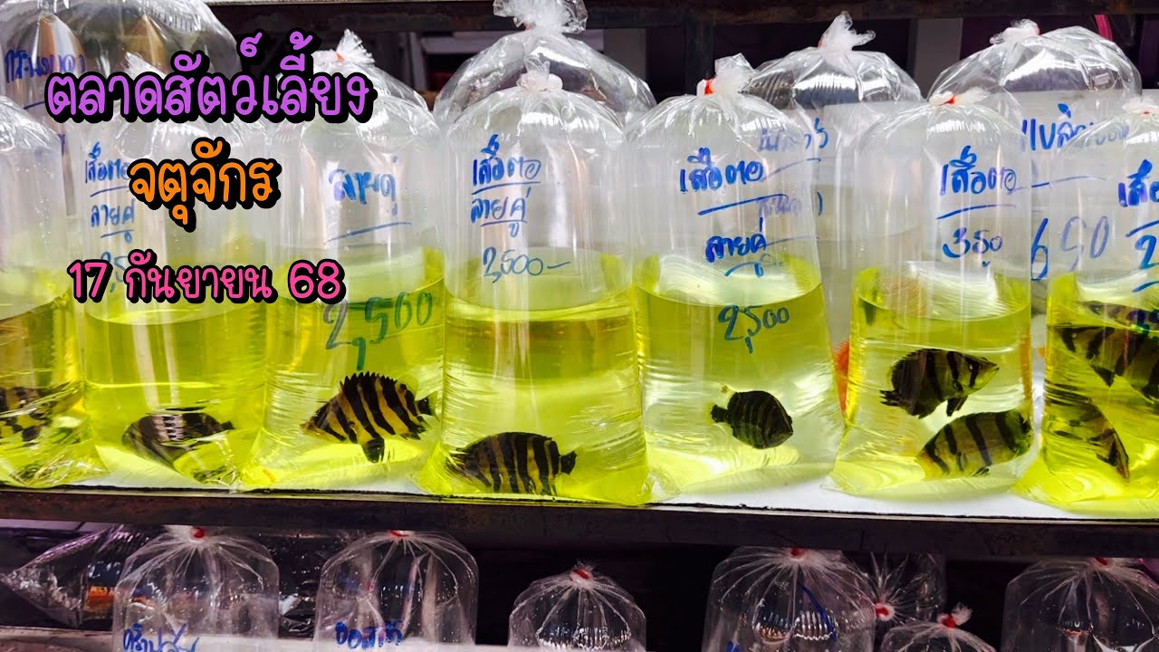 Zing’s Day l ตะลุยสัตว์เลี้ยงจตุจักร 17 กันยายน 68 (Ep.322)