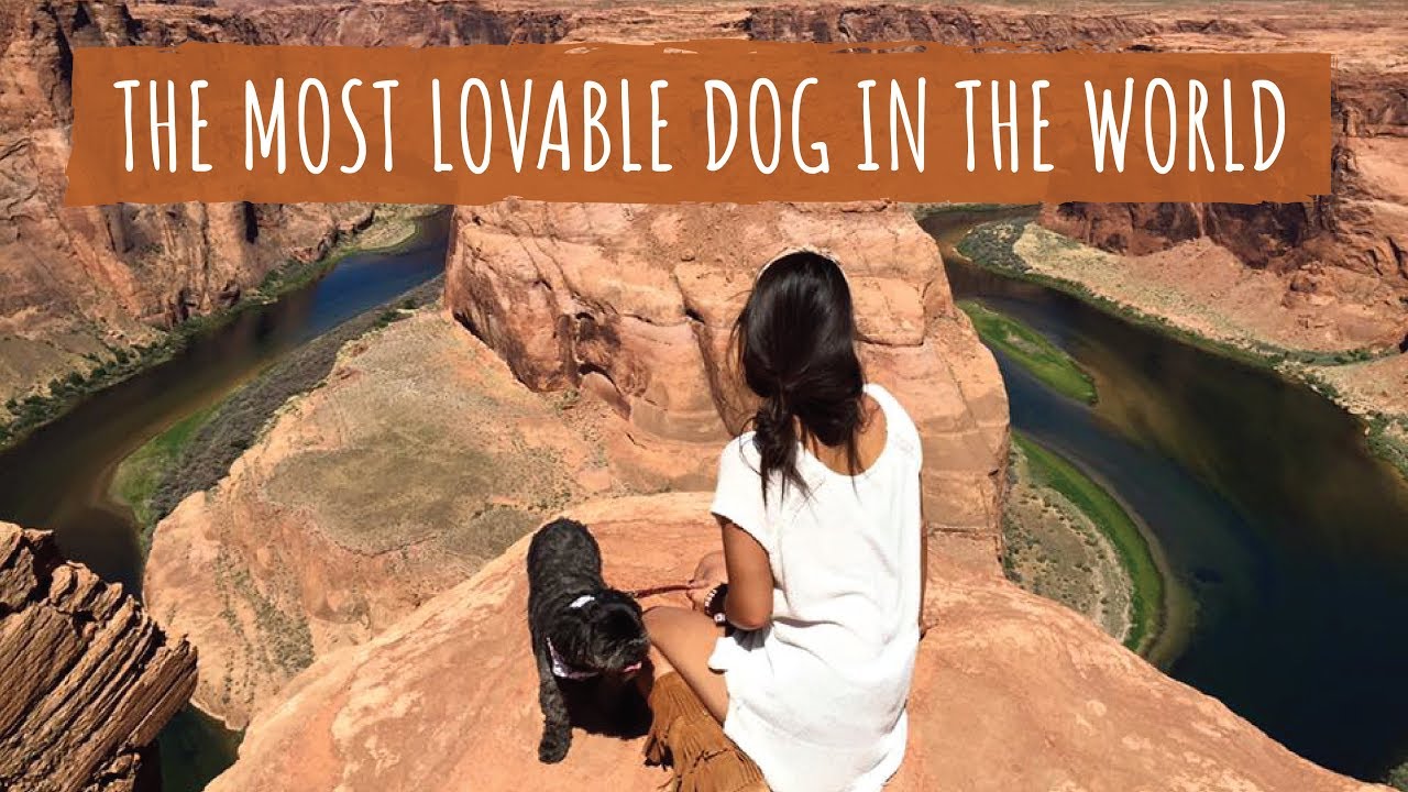 The Most Lovable Dog in the World | A Tribute to MISO (Shih Tzu)