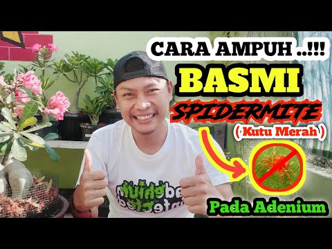 Cara Ampuh Mengatasi Hama Kutu Merah/Spidermite Pada Adenium