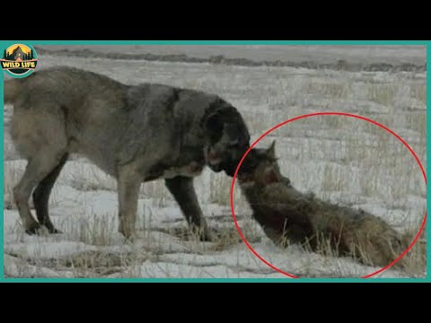 The Mighty Kangal And What’s It’s Capable Of