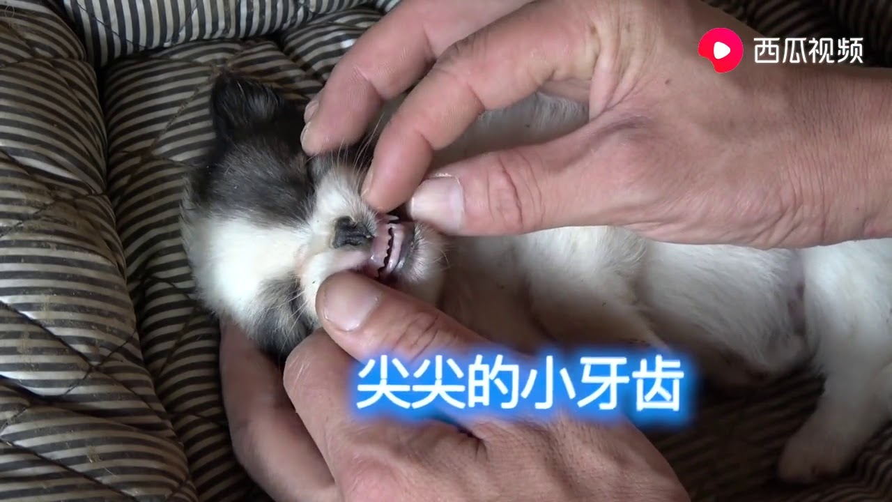 小奶狗滿月，斷奶的全過程，小花突然咆哮如雷，撕咬自己的狗娃！