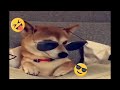 Funny Animals Videos 2022 😂 - Best Cats 😺 &amp; Dogs Videos  🐶#13