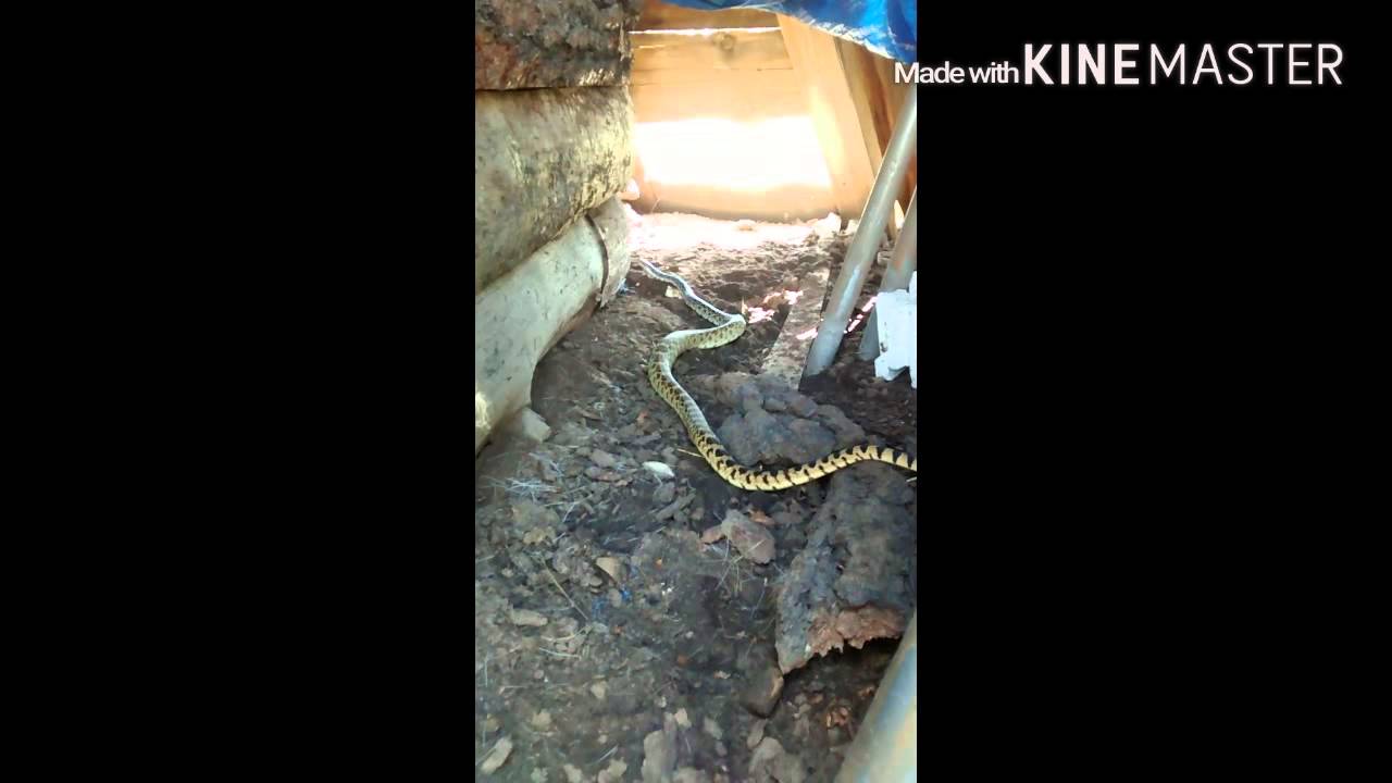 Miss Hiss - resident bull snake