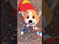 funny dog cartoon 🤣 #viral #reels #memes #animation #animation #shortvideo #cartoon #tranding