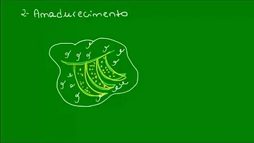 Quais são as funções do etileno?