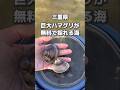 潮干狩り〜ハマグリめちゃウマ‼️