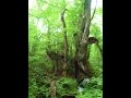 但馬高原植物園 2016年5月 の動画、YouTube動画。