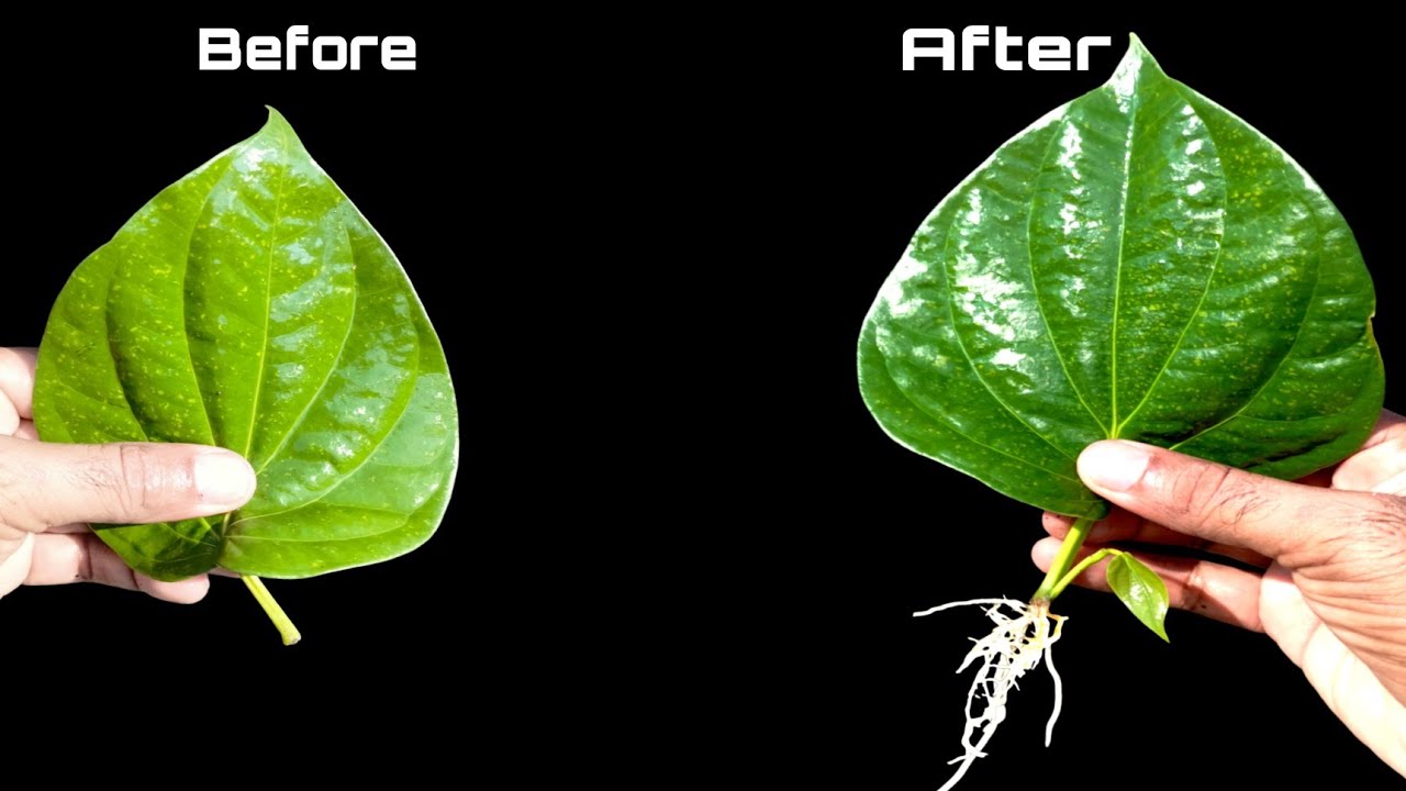 How To Grow Betel Leaf Plant From Leaf Propagate Betel Leaf YouTube How To Grow Betel Leaf Plant From Leaf Propagate Betel Leaf YouTube