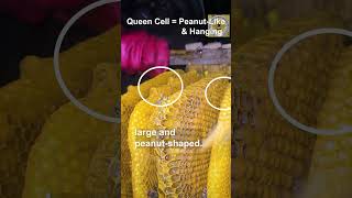 How to Identify Worker, Drone, and Queen Cells 🐝