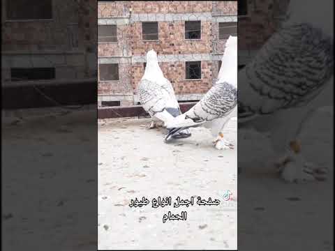 فيديو اجمل انواع طيور حمام الزينه زوج ارافل يخبل 😍