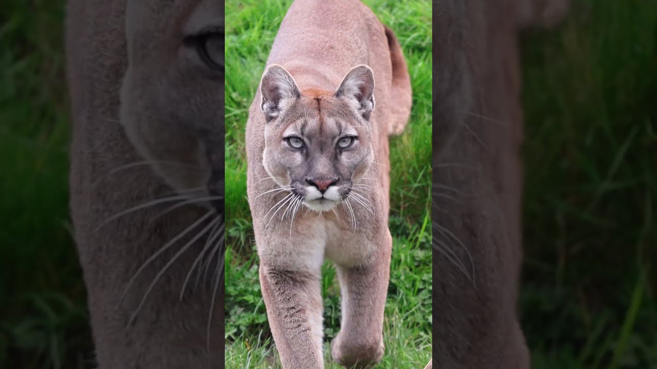 Intense stare from Viktoria the Puma puma cougar cat