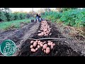 🥔 Дадут ли ростки картофеля урожай 🌱 Посадка картофеля ростками 🟢 Опыт Гордеевых