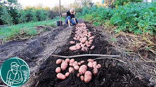 🥔 Дадут ли ростки картофеля урожай 🌱 Посадка картофеля ростками 🟢 Опыт Гордеевых