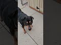 Shop dog is feisty today