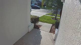 Snake Being Chased by a Bird