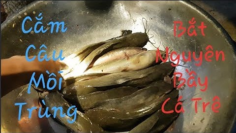 SÔNG NƯỚC MIỀN TÂY || Cắm Câu Cá Trê Sông Bằng Mồi Trùng Dính Nguyên Bầy