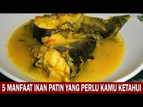 Ikan Patin Manfaat Nya
