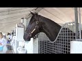 Road to the Kentucky Derby Florida Derby Preview 3.30.2013