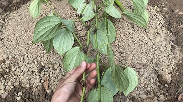 Cắt và chọn dây tiêu ác để trồng năm 2022.