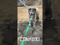 秋田犬長毛カイは富山の公園で初めて体験