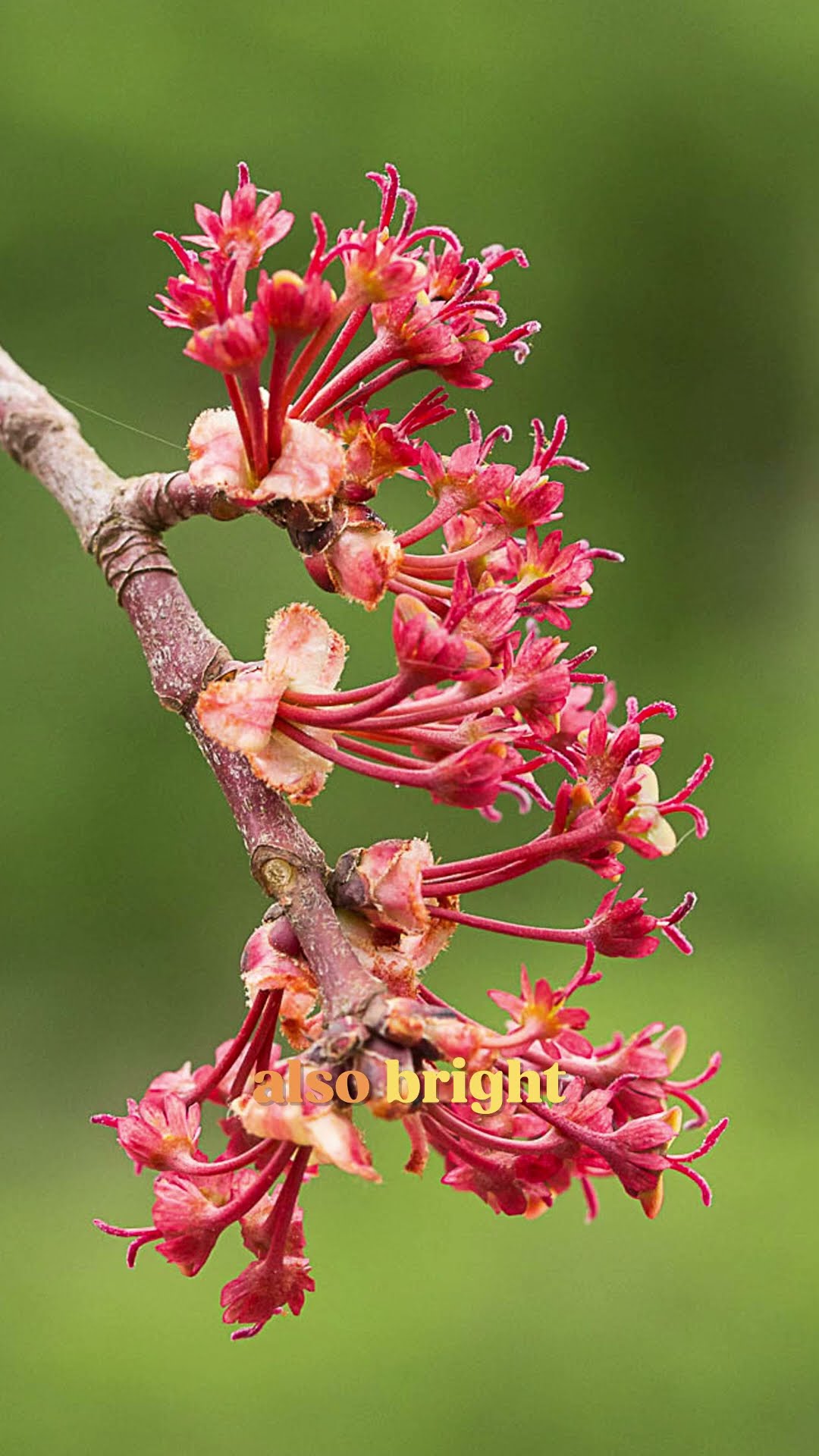 Making Rhode Island out of Red Maple | Official State Tree Map #shorts #trees #wood