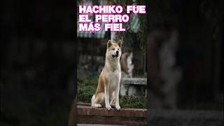 Por Esta Razón Hachiko Fue el Perro Más Fiel del Mundo