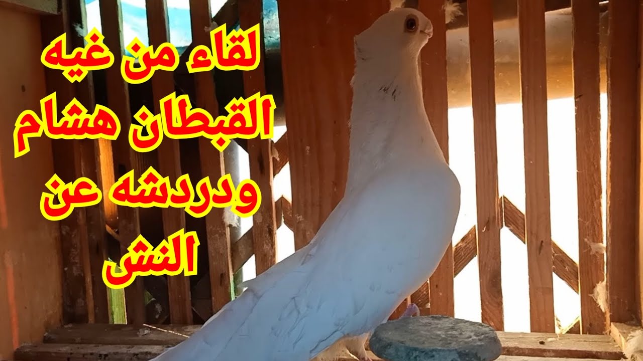 حمام المحترفين # لقاء مع القبطان هشام اجمل نشه واحلى دردشة عن النش