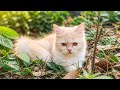 cute cat Chunnu Munnu is live