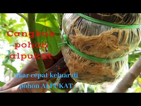 Cara Cangkok pohon alpukat dengan tehnik cangkok susu