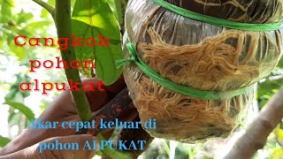 CARA CANGKOK SUSU POHON ALPUKAT