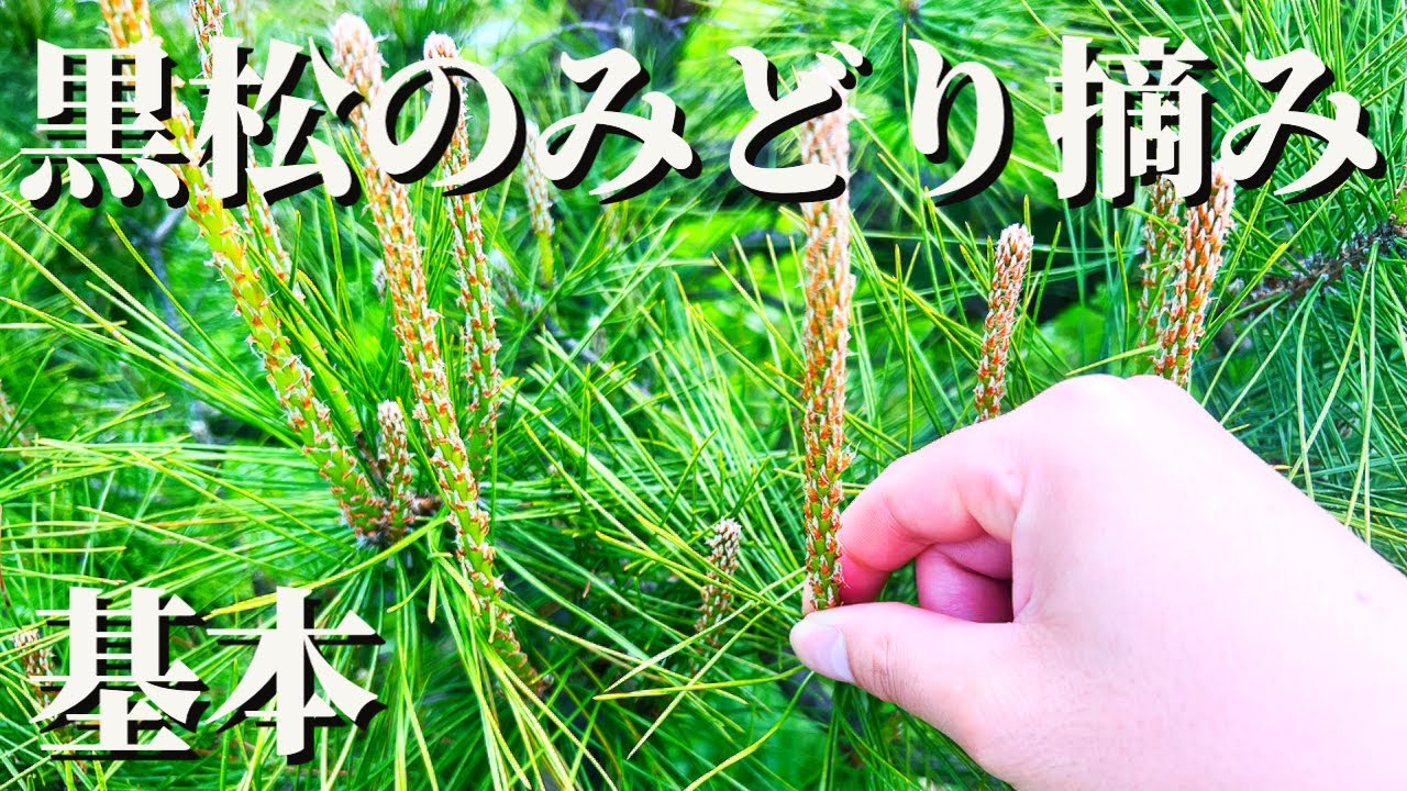 黒松 みどり 摘み
