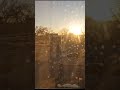 Spring in #lnk #nebraska  #shortsvideo