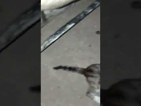    طعام قطط الصغار