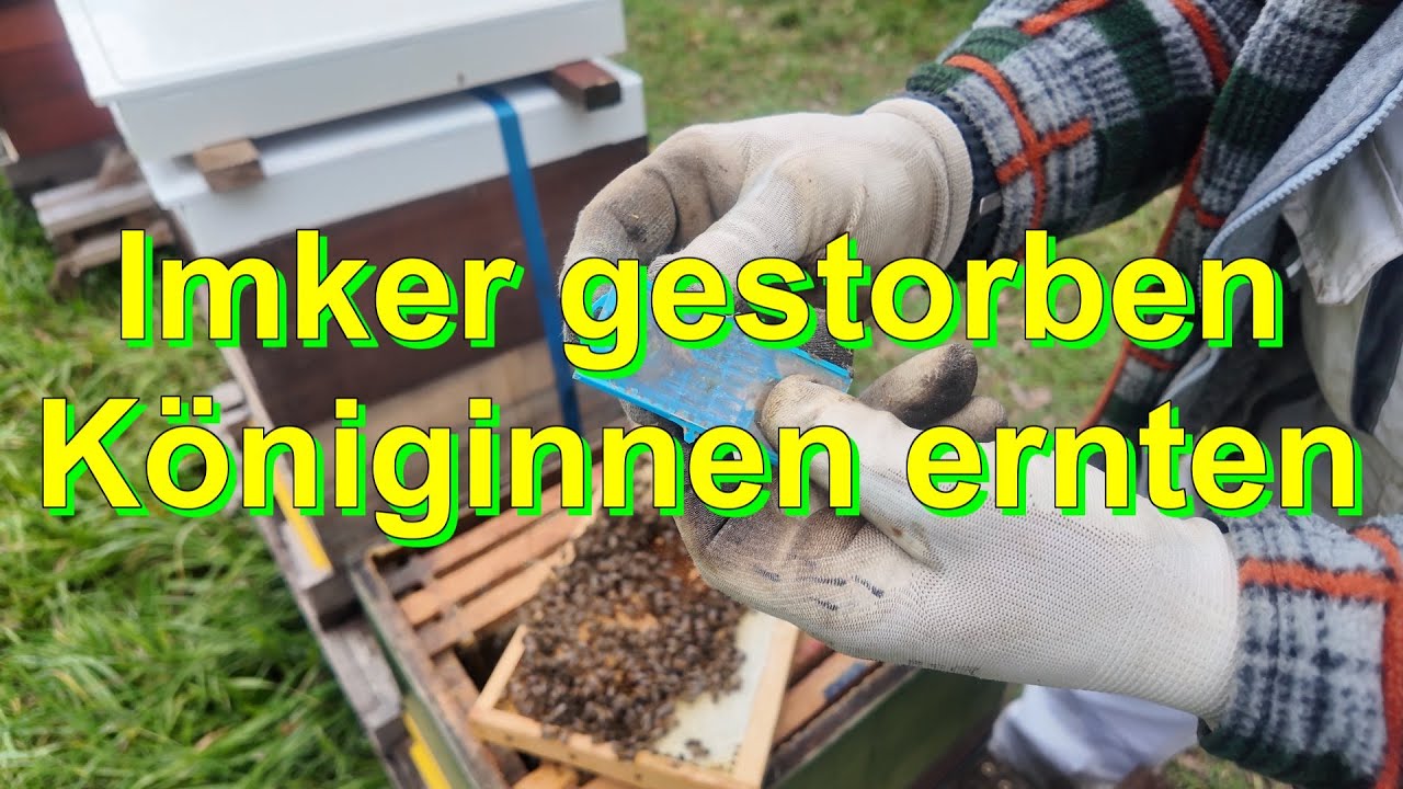 Imker gestorben - Königinnen ernten #wirmachendas