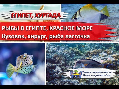 Рыбы в Египте| Остроносый кузовок, хирург, рыба ласточка, рыбы клоуны