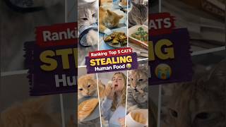 Ranking Top 5 Cats STEALING Human Food 😭🍟 (No Shame)