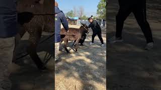 Wild Horse Mare Revolutionizing Young Foals Future Stallions  Horses 11