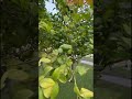 Как растут Лимоны Алания Турция #парк #сад #деревья #отдых #Средиземноеморе